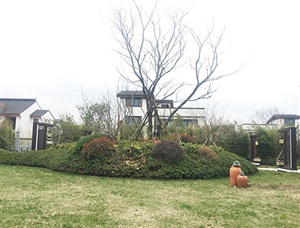 大型植物