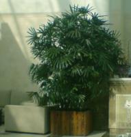 大型植物