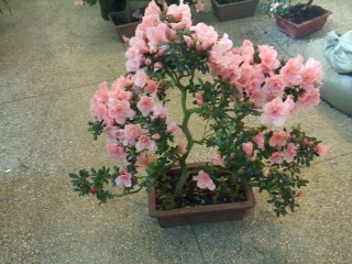 精品植物