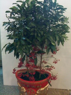 精品植物