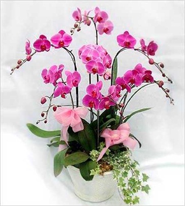 精品植物