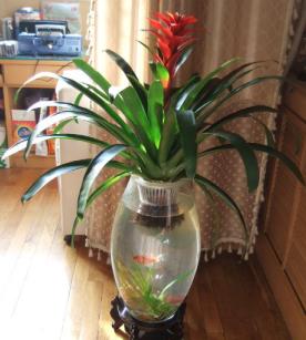 水培植物