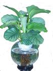 水培植物