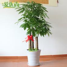 特大型植物