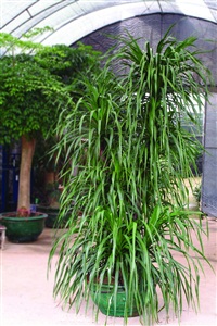 特大型植物