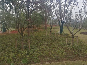 特大型植物