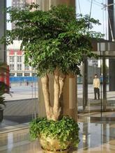 特大型植物