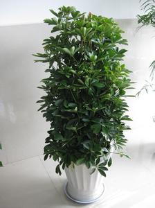 特大型植物