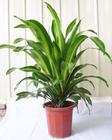 中型植物
