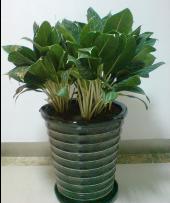 中型植物