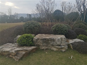中型植物