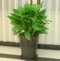 中型植物