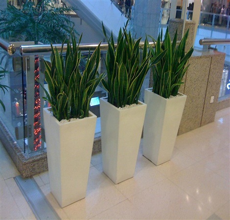 中型植物