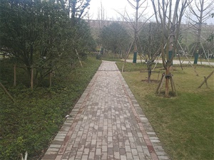 中型植物