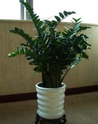 中型植物