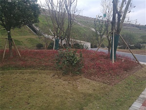 中型植物
