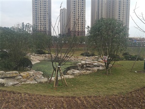 中型植物
