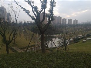 中型植物