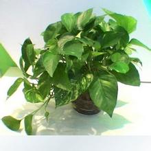 小型植物