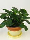 小型植物