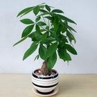 小型植物