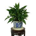 小型植物