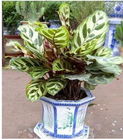 小型植物