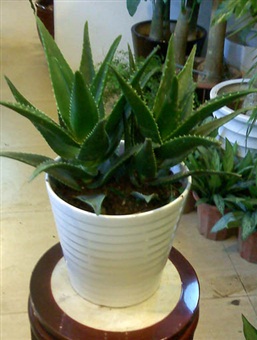 小型植物