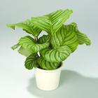 小型植物