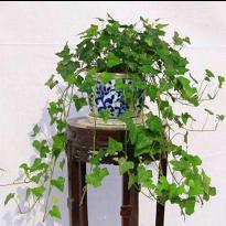 小型植物