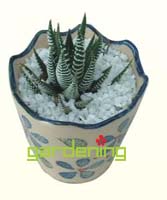 小型植物