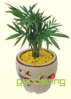 小型植物