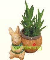 小型植物
