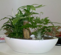 小型植物